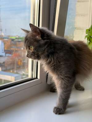 Котенок