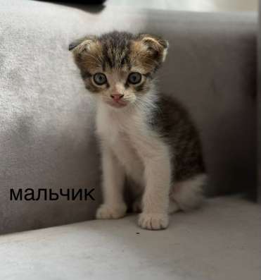 Котята в Краснодаре фото 5