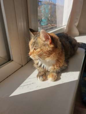 Кошка