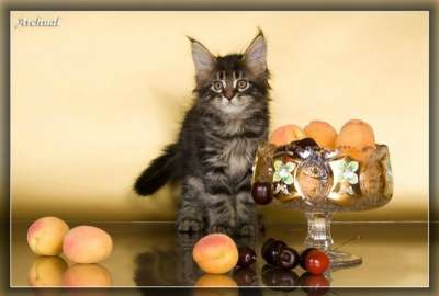 Котята породы мейн кун в Якутске фото 3