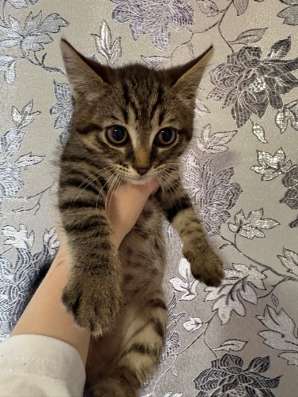 Котята в Якутске фото 4