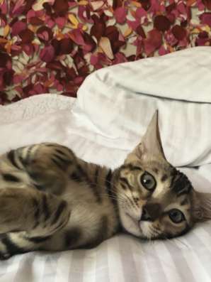 Продаю бенгальского котёнка ♥️ фото 5