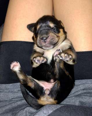 Тибетский мастиф щенки фото 7