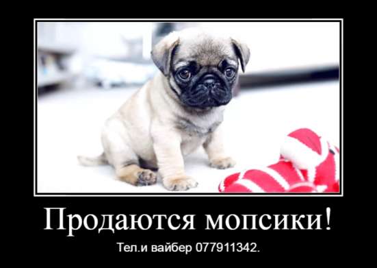 Продаются щенки королевского мопса! фото 8