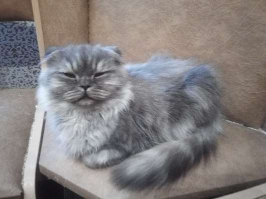 Шотландский котенок в Тихвине