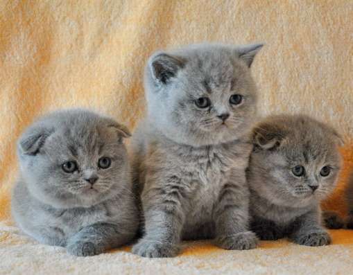 Шотландские котята