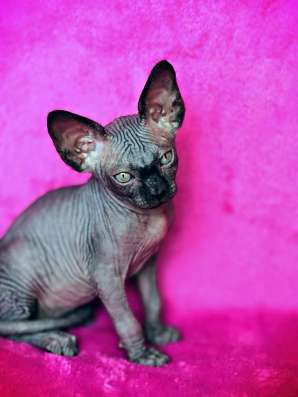 Sphynx Male Чёрный красавчик в Москве фото 5