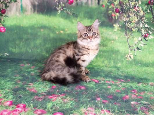 Сибирские котята в Апрелевке фото 3