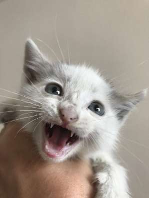 Котёнок мальчик ищет семью фото 4