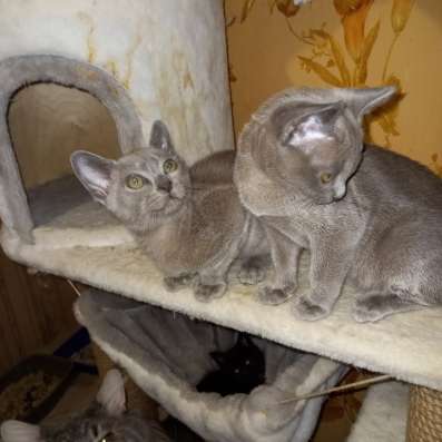 Европейская бурма котята в Брянске фото 4