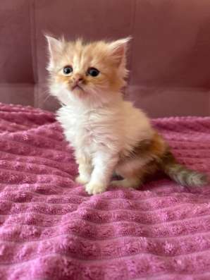 Отдам котят в добрые руки! в Томске фото 3