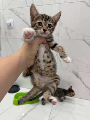 Котята в Волжске фото 3