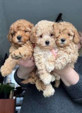 Мальтипу в Нижневартовске фото 4