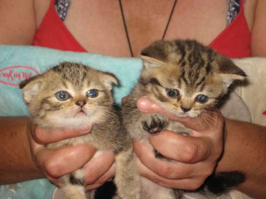 Котята шотландской породы в Самаре фото 21