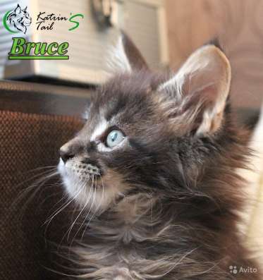 Лучшие котята Мейн-Кун для Вас фото 5