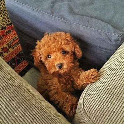 Той пудель. Мальчики и девочки. Toy poodle фото 3