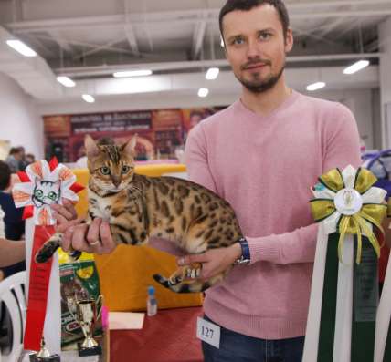 Продам бенгальских котят в Красноярске
