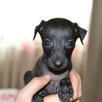 Italian greyhound фото 3
