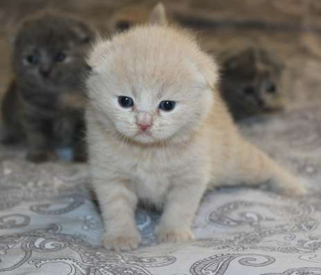 Шотландские котята в Твери