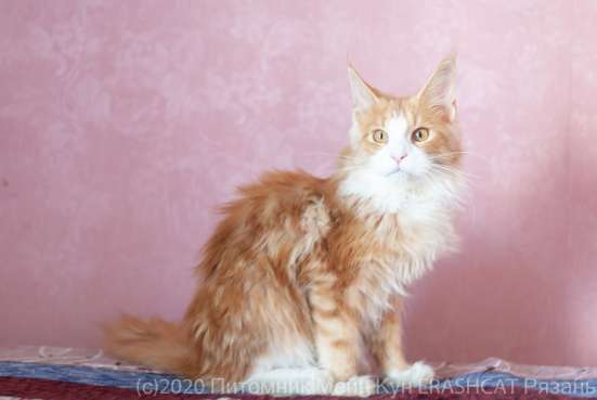 Котята Мейн кун, мальчики в Рязани