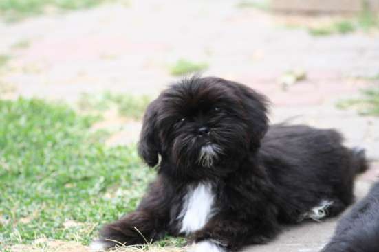 Shih tzu puppies фото 6