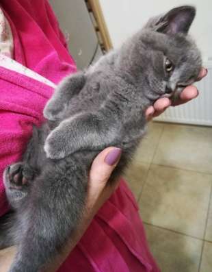 Шотландские котята. Осталась девочка-красавица в Гатчине