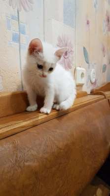 Котенок в дар г. Минск