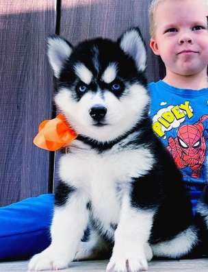Сибирские хаски
