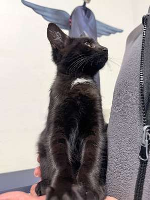 Черный котенок Марчелло ищет свой дом в Москве