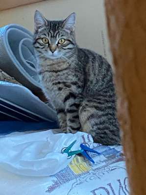 Отдам в хорошие руки кошку