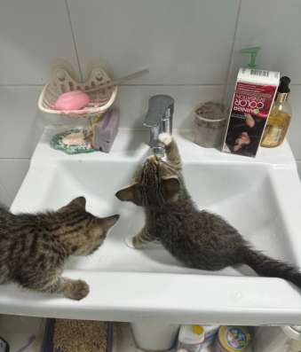 Котята в Видном