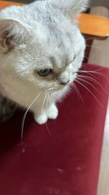 продается кот