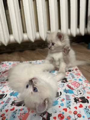 Котята Невские маскарадные в Москве фото 6