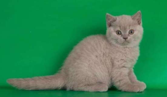 Британский котенок
