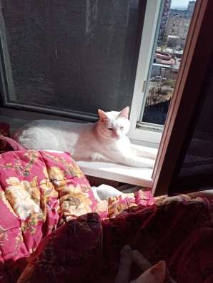Ищу кошку для кота