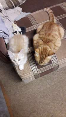 Отдат котят в добрые руки в Нижнем Новгороде