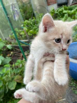 Котята 3 штуки, вислоухие в Казани фото 6