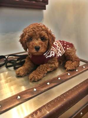 Той пудель. Мальчики и девочки. Toy poodle