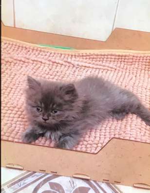 Котенок шотландский в Троицке