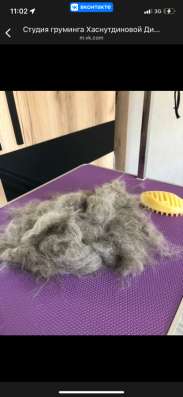 Начинающий грумер кошек и собак ✂️☀️ в Соликамске фото 4
