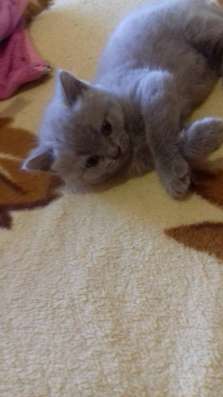 Продажа британских котят
