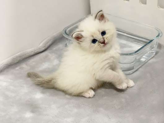 Spain cattery of Siberian cats фото 4