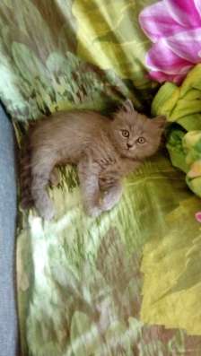 Британские котята