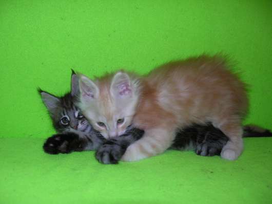Котята породы Мейн-Кун мальчики и девочки в Брянске фото 5
