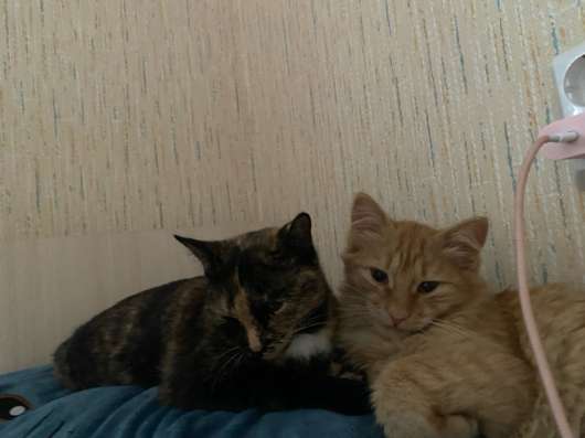 Котята в добрые руки в Челябинске фото 4