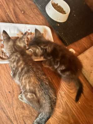 Отдаем котят в добрые руки в Яблоновском фото 3