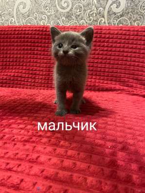 Котята в добрые руки в Нижнем Новгороде фото 5