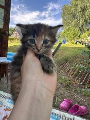 Котята в добрые руки в Можайске фото 5