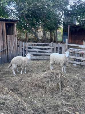 Продам Баранов и овец в Отрадном