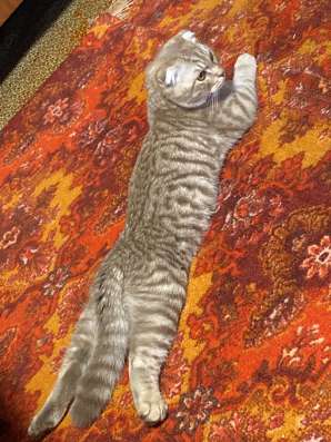 Шотландский вислоухий котик
